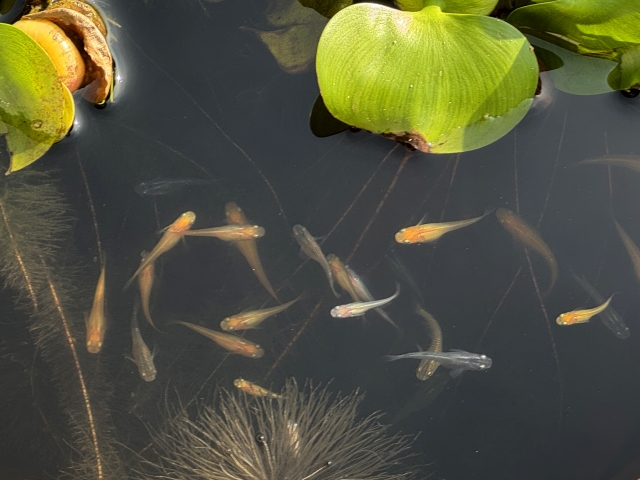 水面に浮かぶホテイアオイと群泳するメダカの俯瞰画像