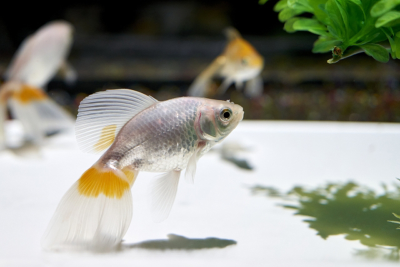 白い底砂の水槽を泳ぐ銀色と橙色の金魚