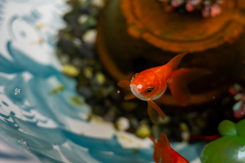 睡蓮鉢の底砂の上を泳ぐ赤い金魚と浮き草の葉