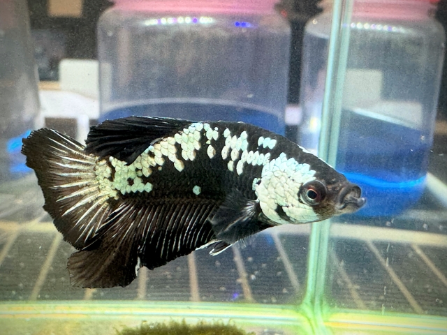 黒と白の斑点模様があるベタの仲間と飼育容器の背景