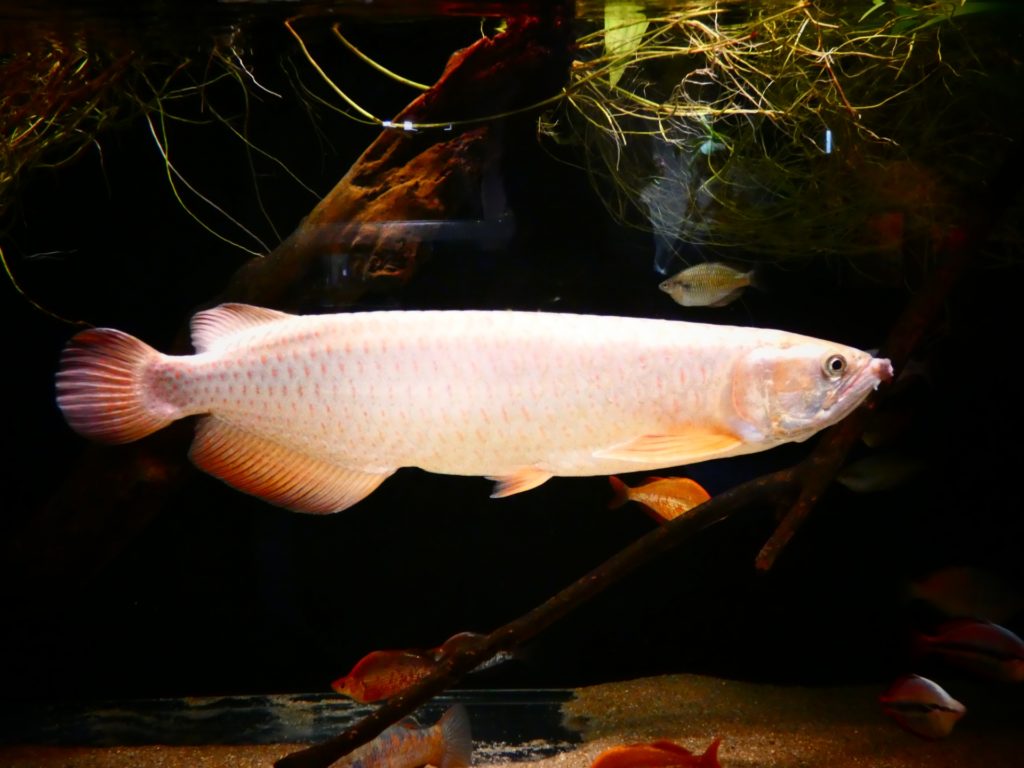 流木のある水槽を泳ぐアロワナと小型熱帯魚の群れ