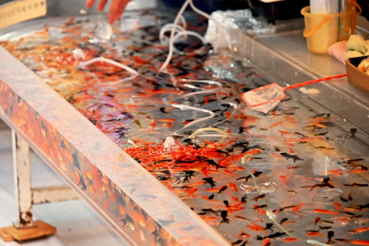 多数の金魚が泳ぐ水槽と網