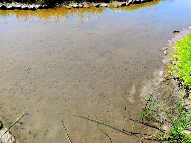 屋外の池で群れて泳ぐ大量のメダカと水辺の植物