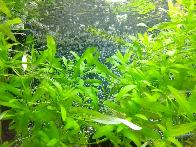 水槽内で気泡を付けた鮮やかな緑色の水草群