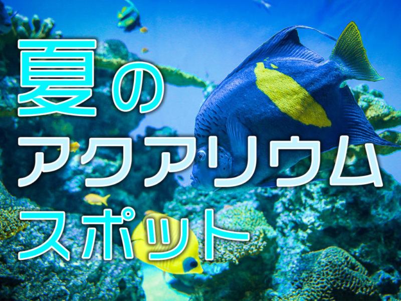 夏のアクアリウムスポットの文字と泳ぐ海水魚の見出し画像