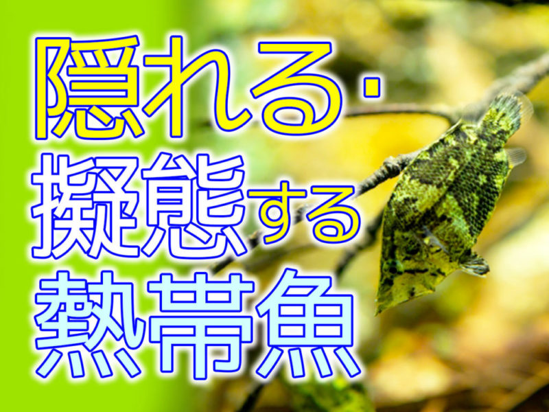 隠れる・擬態する熱帯魚の文字と木の葉に似た魚の画像