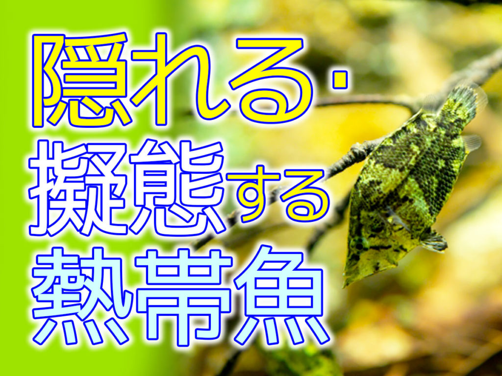 隠れる・擬態する熱帯魚と生き物7選【淡水版】！面白いタンクメイトのサムネイル画像