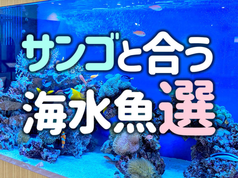サンゴと合う海水魚選の見出し画像と泳ぐ海水魚類