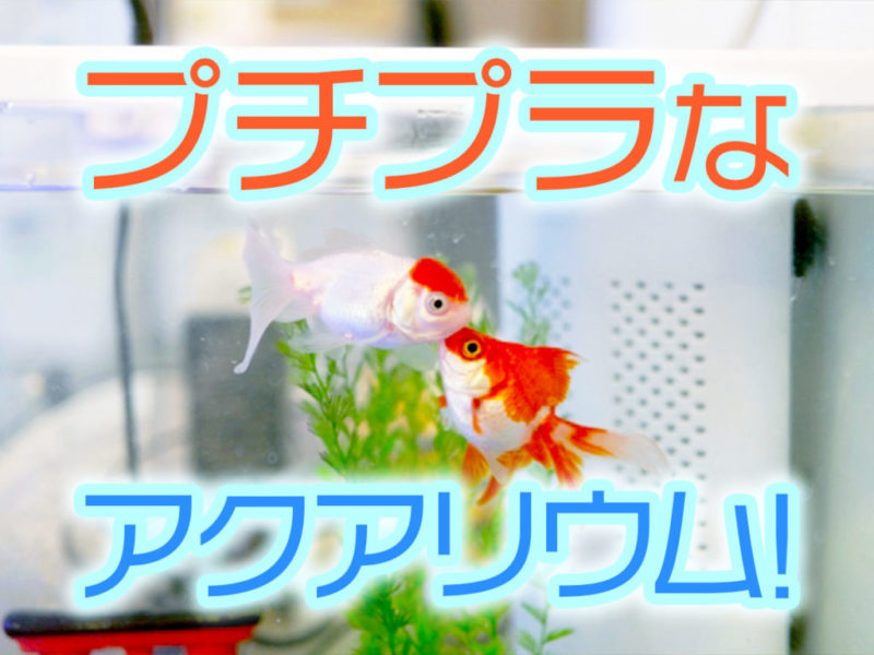 プチプラなアクアリウムの文字と水槽で泳ぐ二匹の金魚