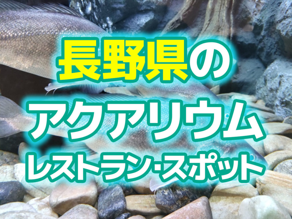 長野県のアクアリウムレストラン・スポット!淡水魚が楽しめる施設のサムネイル画像