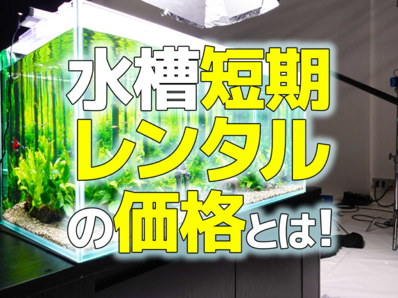 水槽短期レンタルの価格とは!の文字が入った見出し画像