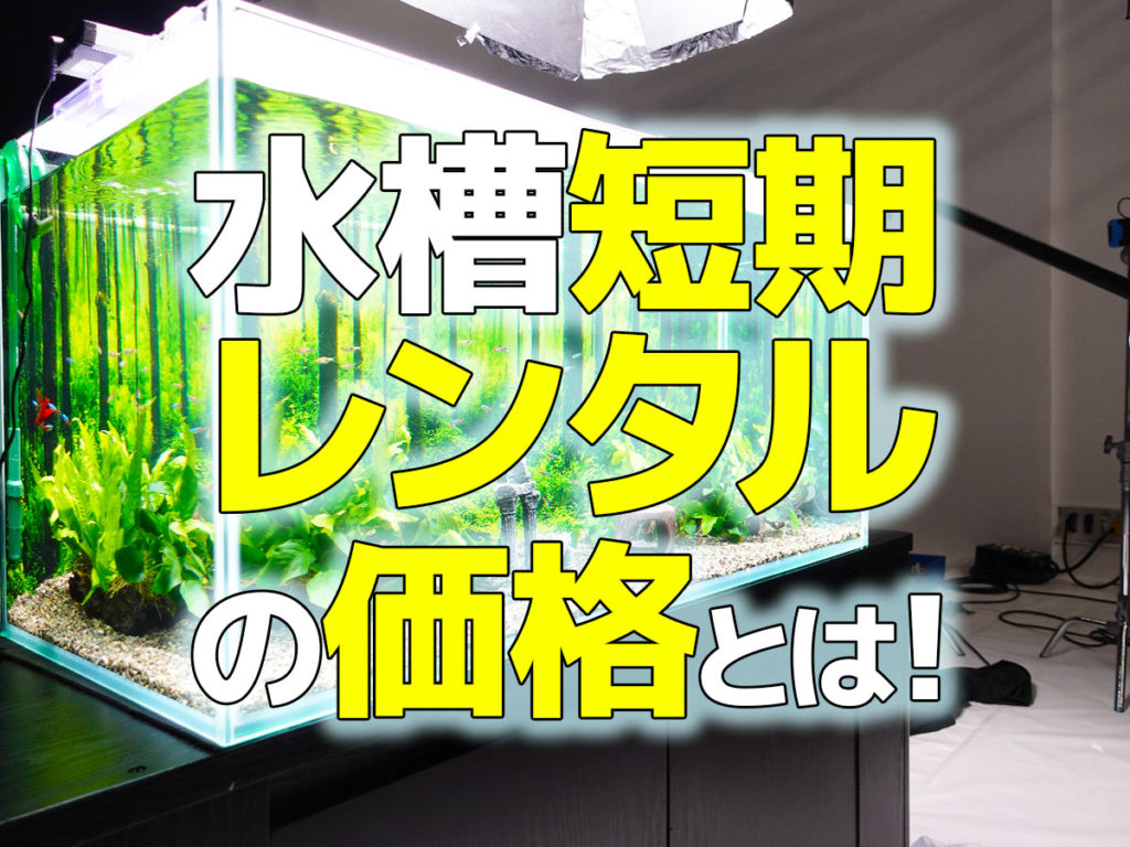 撮影・短期水槽レンタルの料金とは!お得なケースと事例・価格も紹介