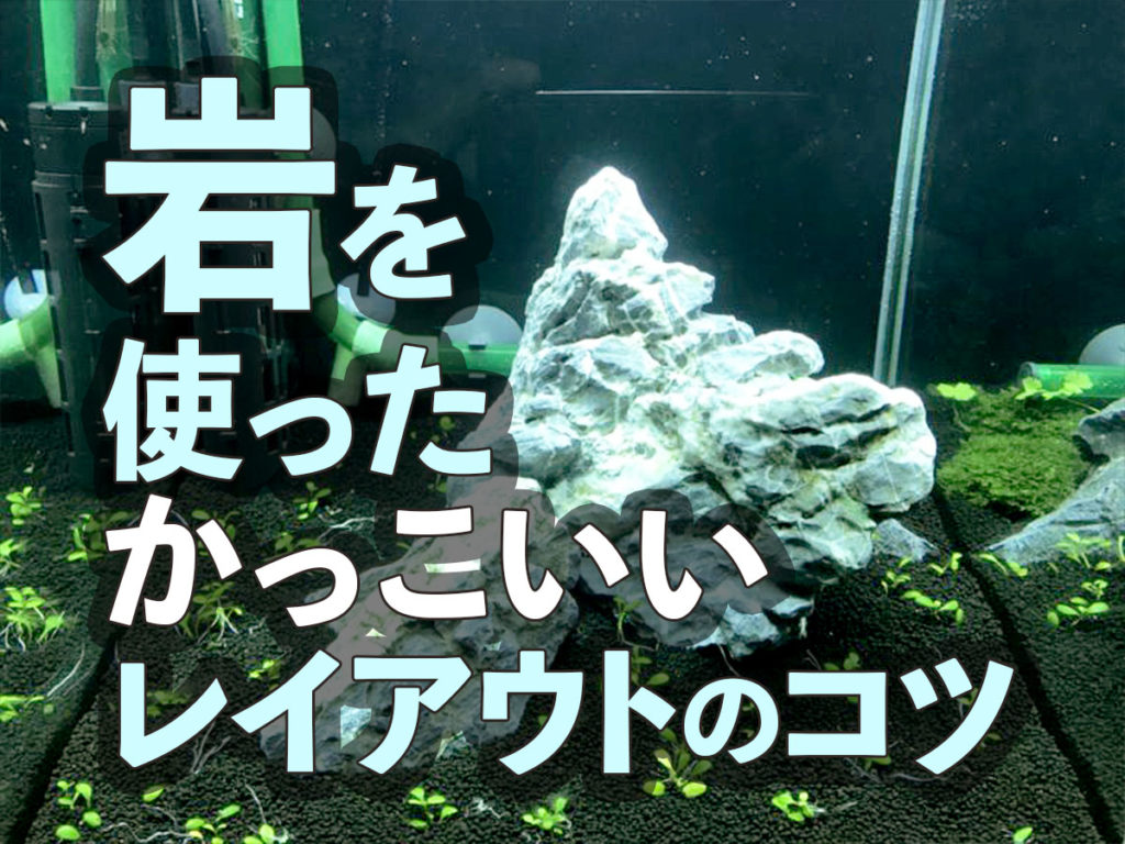 石を使ったかっこいい熱帯魚水槽のレイアウト術を写真付きで解説!のサムネイル画像