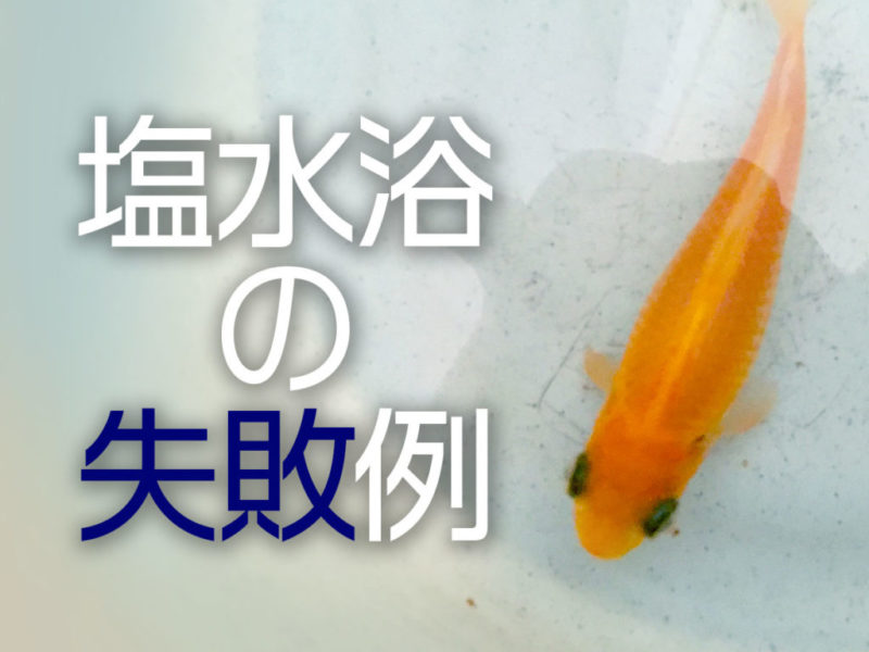 塩水浴の失敗例の文字と泳ぐ金魚の見出し画像