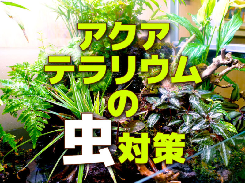 アクアテラリウムの虫対策と書かれた文字と水草の見出し画像