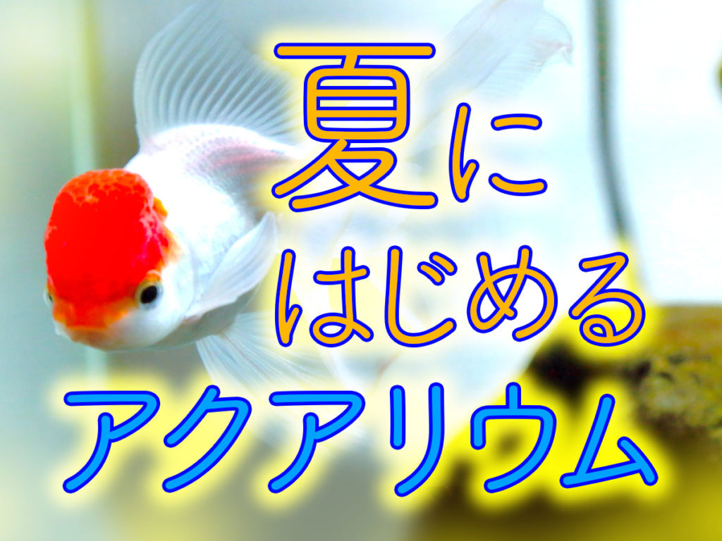 夏にアクアリウムを始めるには!メダカ・金魚・熱帯魚を夏休みに飼い始めようのサムネイル画像