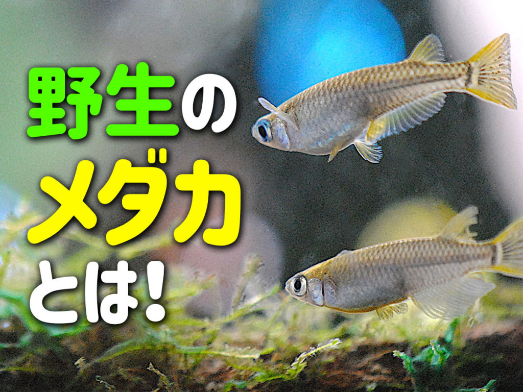 野生のメダカを見つけたら!絶滅危惧種!なぜ減ってしまったのかも解説のサムネイル画像