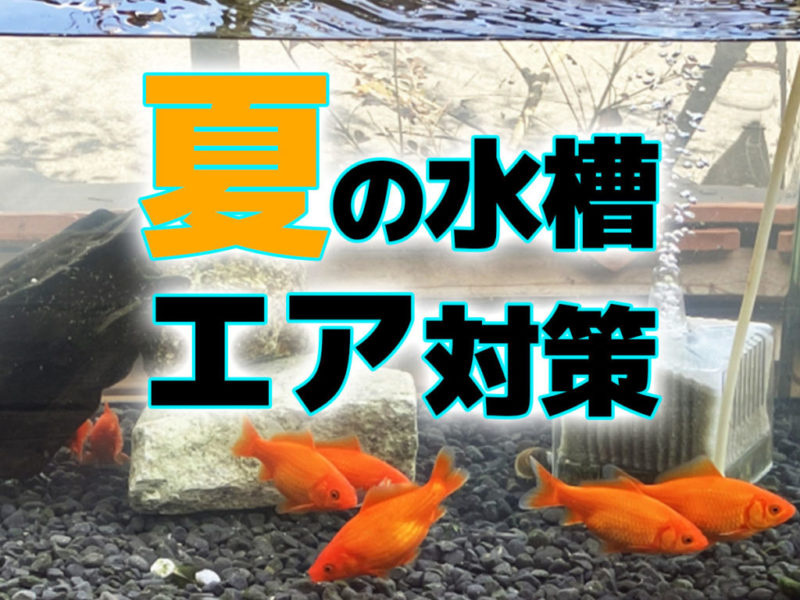 夏の水槽エア対策の文字と金魚が泳ぐ水槽の見出し画像