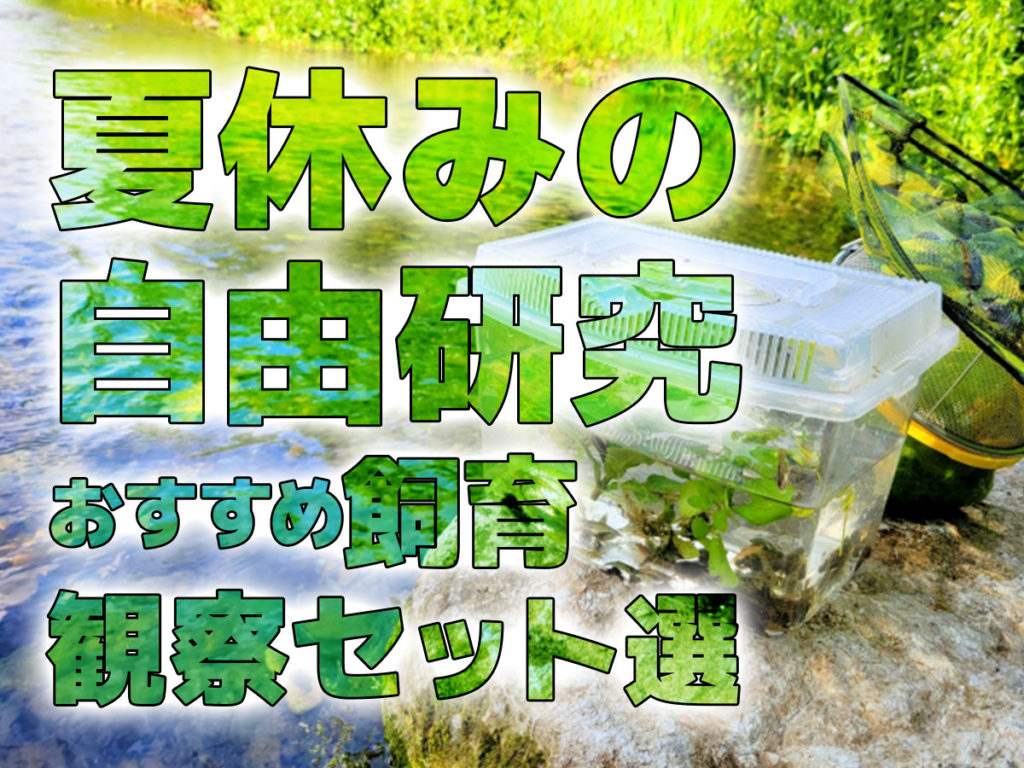 夏休みの自由研究はコレ！生きた化石を含むおすすめ飼育観察セット5選のサムネイル画像