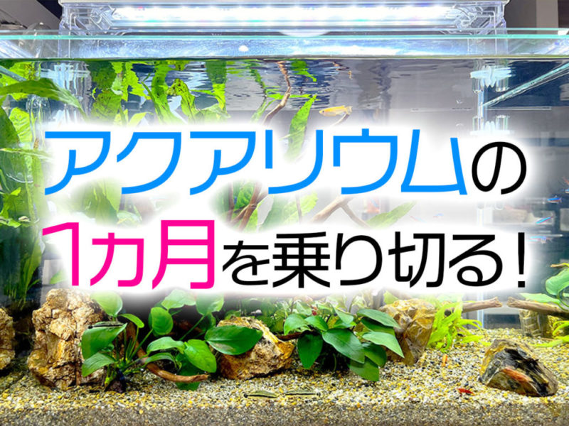 アクアリウムの1カ月を乗り切る!の文字と水槽の見出し画像