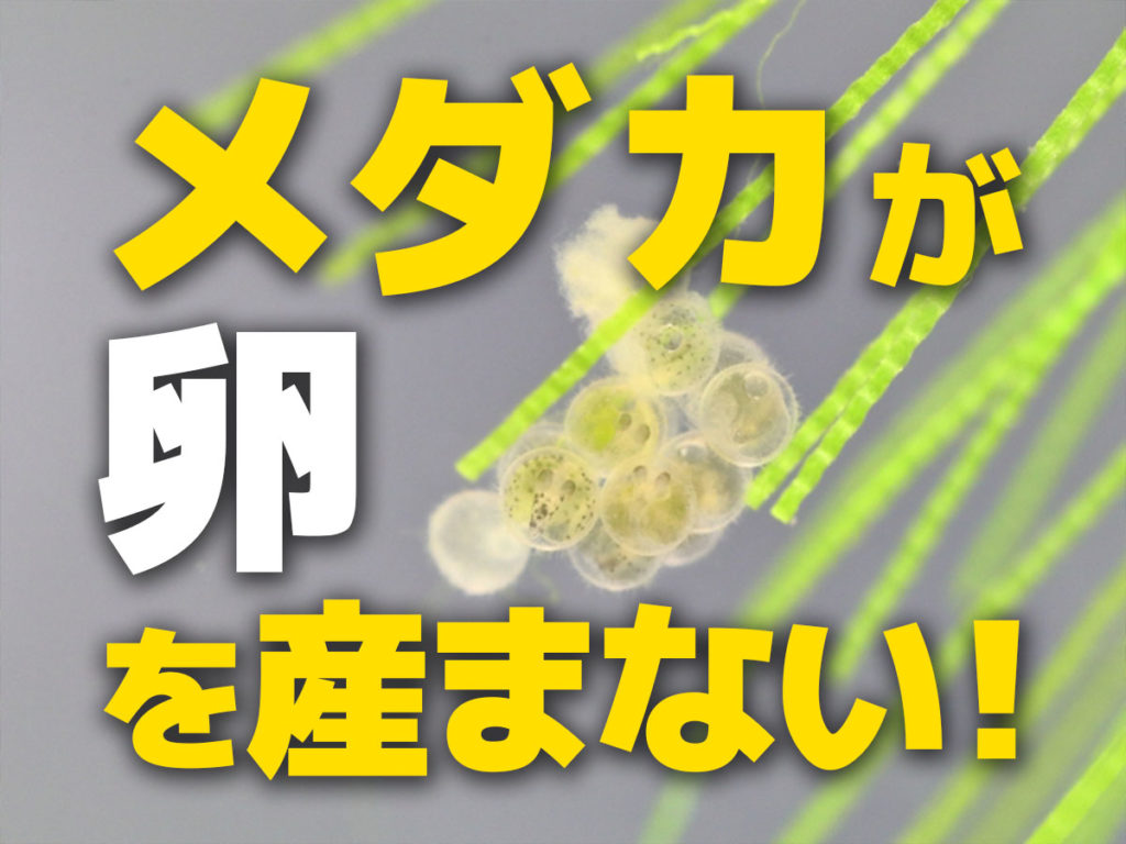 メダカが卵を産まない!産卵しない原因と対策!メダカを増やすにはのサムネイル画像