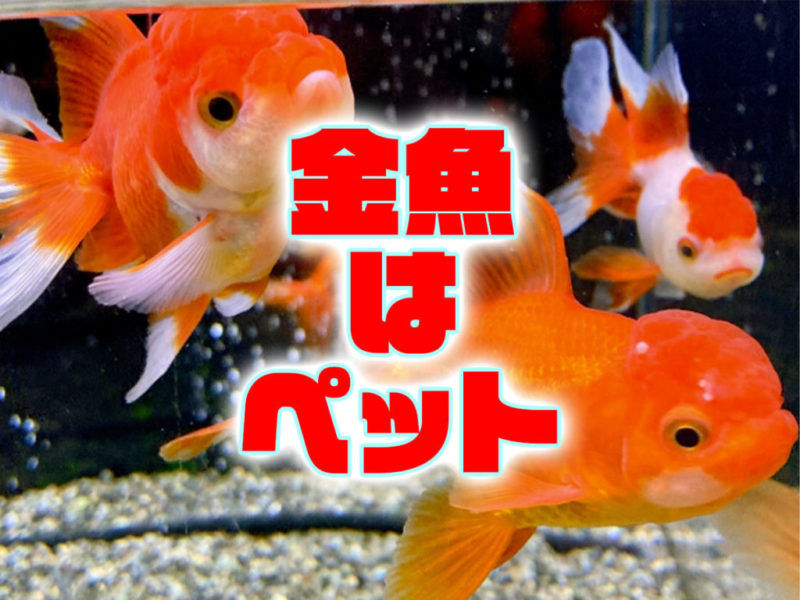 金魚はペットの文字と水槽で泳ぐ数匹の金魚の見出し画像