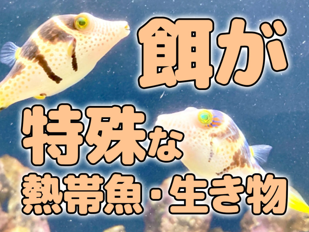 餌が特殊な熱帯魚・生き物8選！美しいけれど飼育にクセがある魚たちのサムネイル画像