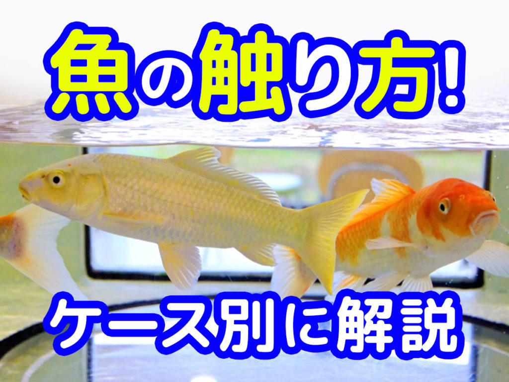 魚の触り方！さわり方の基本をケース別に解説！便利なグッズも紹介のサムネイル画像