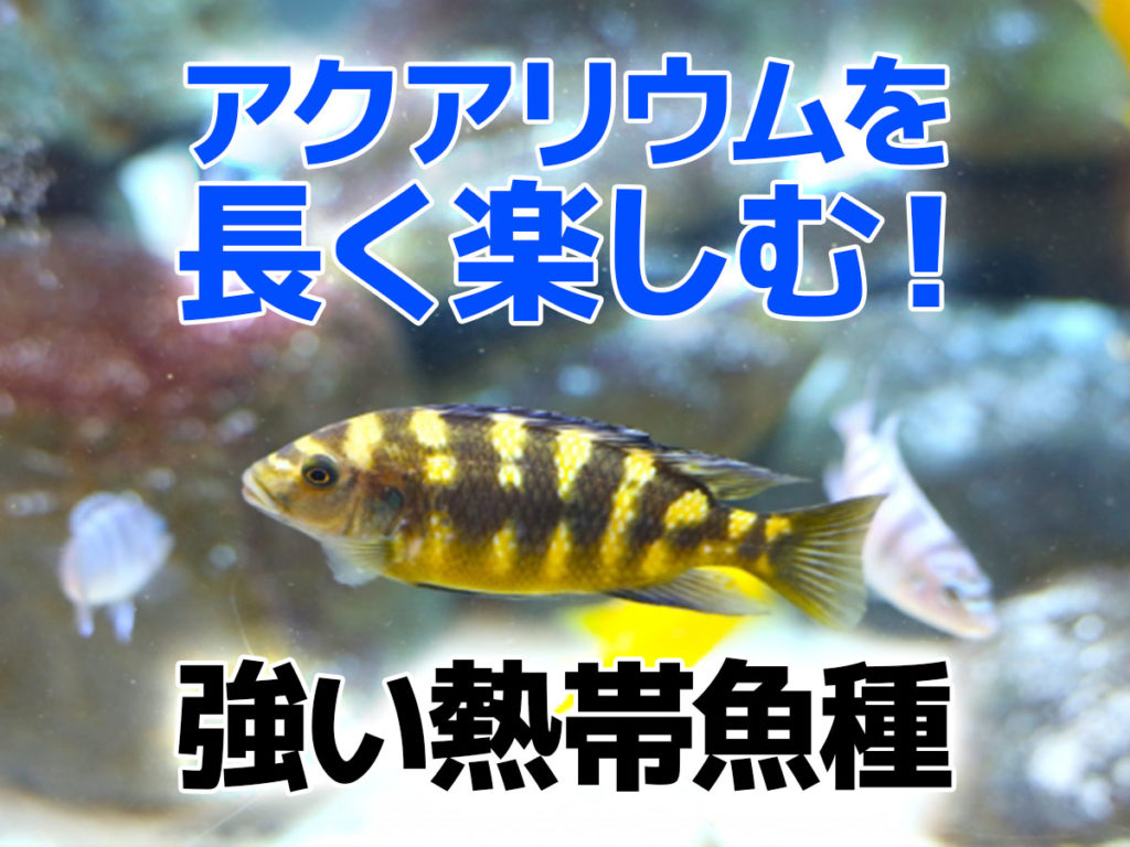 丈夫で死ににくい熱帯魚ベスト10！初心者～中級者向けの熱帯魚たちのサムネイル画像
