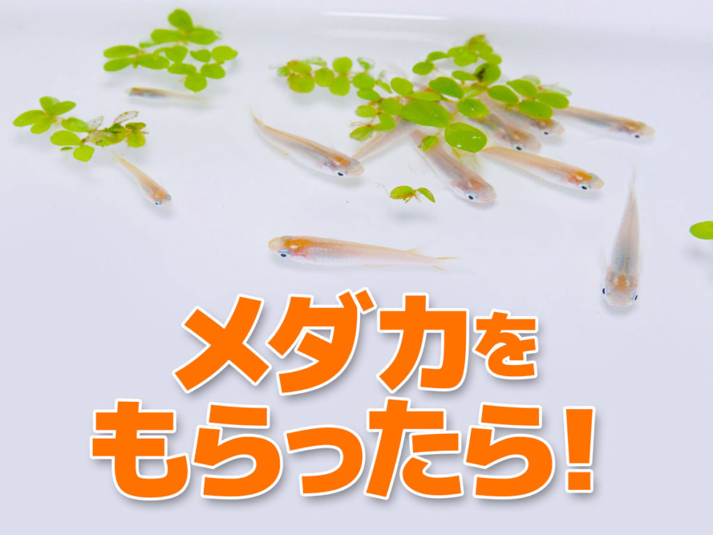 メダカをもらったら！かんたん飼育準備とおすすめの飼育方法のサムネイル画像
