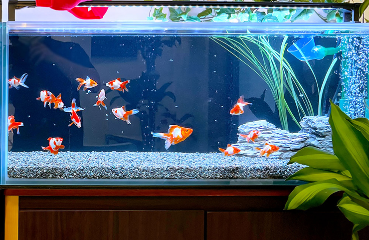 砂利を敷いた水槽内を泳ぐ複数の金魚と水草のレイアウト