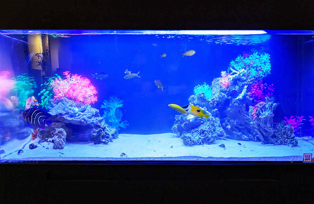 青い照明の海水魚水槽と泳ぐ熱帯魚やサンゴのレイアウト