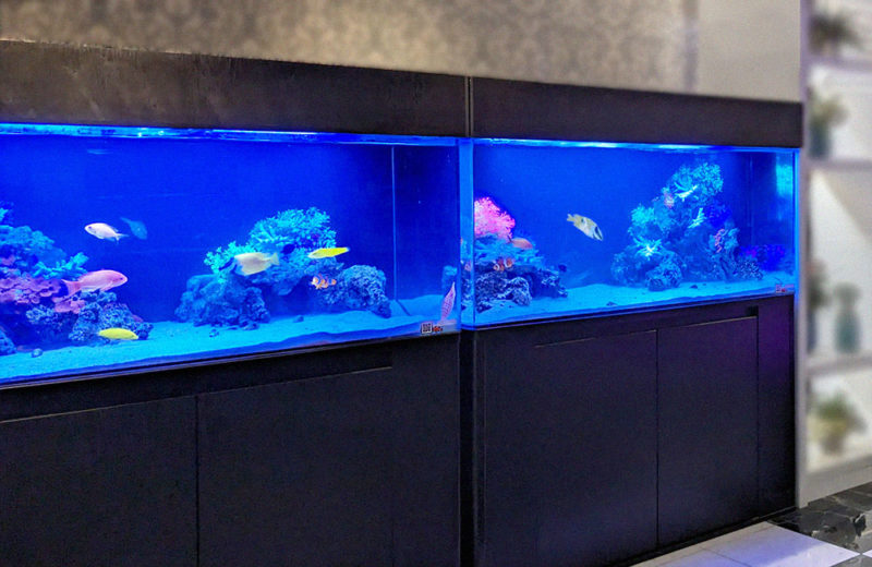 ホテル様に120cm海水水槽2台をレンタル！サザナミヤッコが泳ぐ水槽 水槽画像３