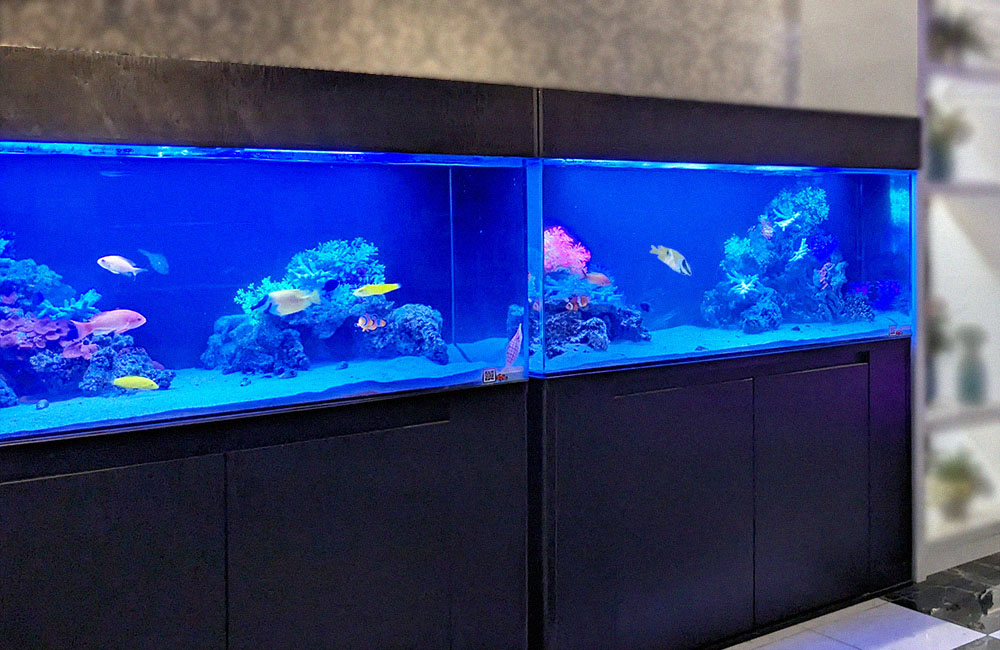 青い照明の海水魚水槽と泳ぐ色鮮やかな熱帯魚たち