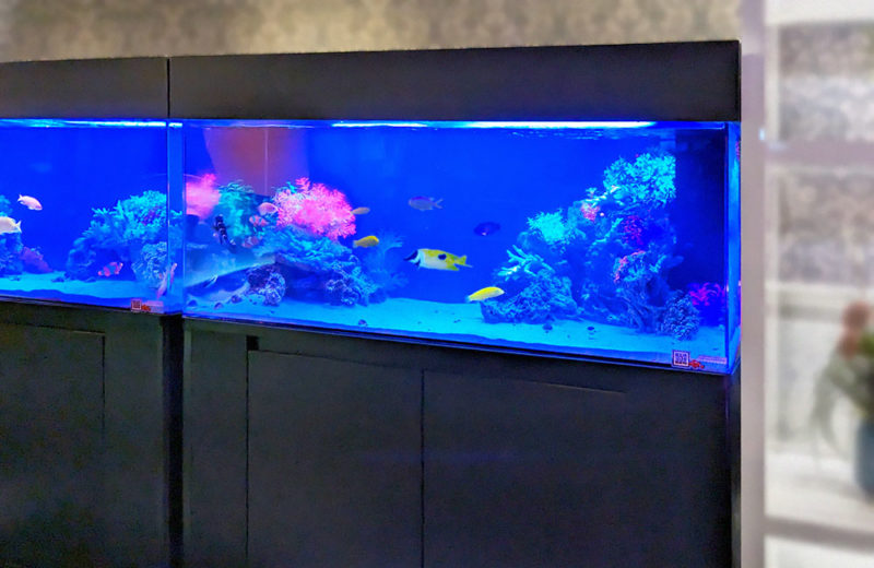ホテル様に120cm海水水槽2台をレンタル！サザナミヤッコが泳ぐ水槽 水槽画像５