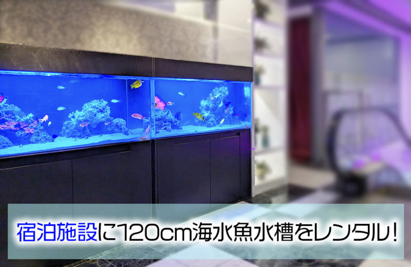 ホテル様に120cm海水水槽2台をレンタル！サザナミヤッコが泳ぐ水槽 水槽画像１