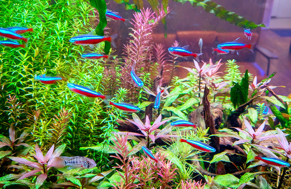 水草水槽