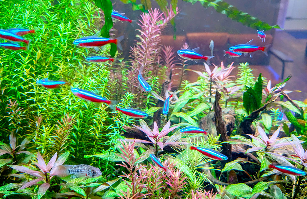水草水槽を泳ぐネオンテトラの仲間と小型熱帯魚群