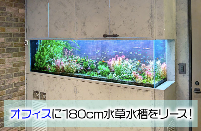 オフィスの埋め込み式180cm水草水槽！5年目の様子 水槽画像１