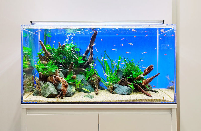 事務所に90cm淡水魚水槽をレンタル！カラシンたちの泳ぎに癒されます 水槽画像２