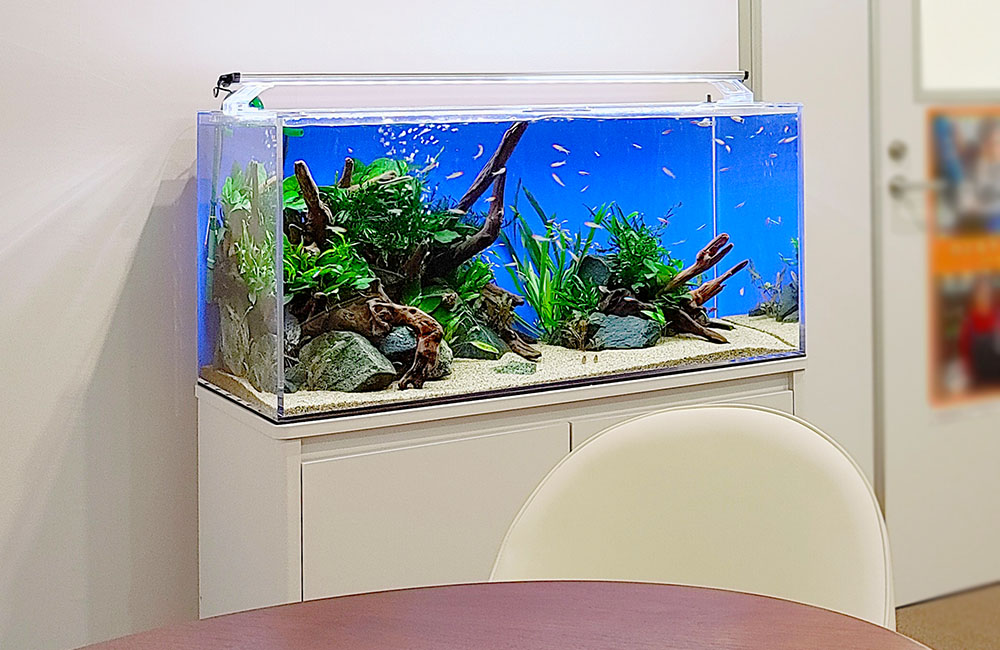 愛知県一宮市オフィス 淡水魚水槽レンタル2