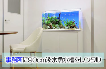 事務所に90cm淡水魚水槽をレンタル！カラシンたちの泳ぎに癒されます