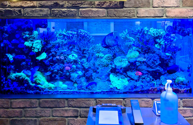 オフィスの150cmサンゴ水槽を管理!豪華なマリンアクアリウムのその後 水槽画像3