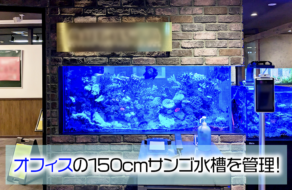 オフィスの150cmサンゴ水槽を管理!豪華なマリンアクアリウムのその後