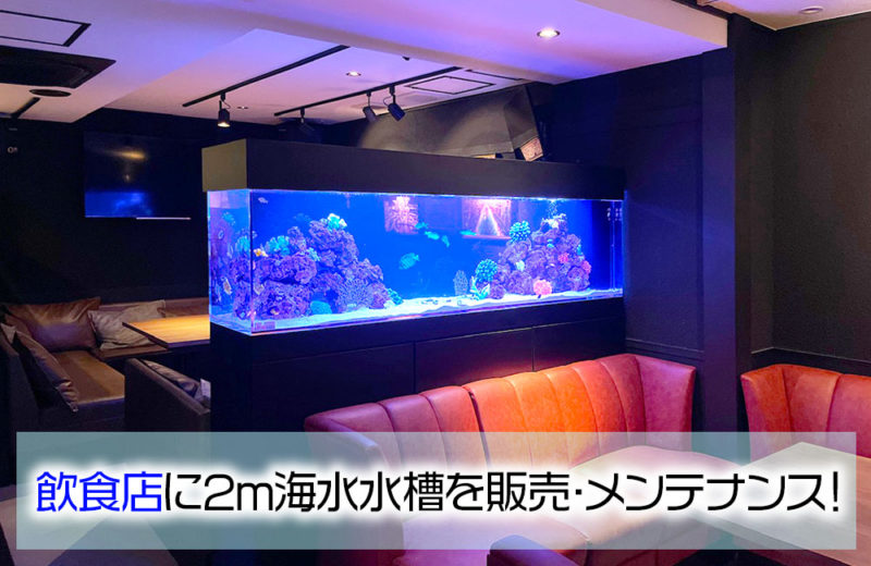飲食店様に特注水槽を販売!定期メンテナンスも行っている2mの海水魚水槽 水槽画像1