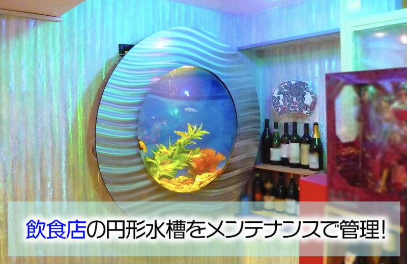 飲食店様の円形水槽!シクリッドが泳ぐ特殊水槽をメンテナンス 水槽画像1