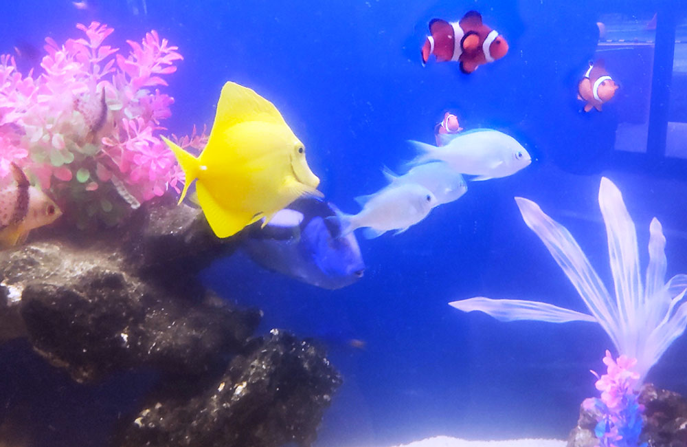 黄色いハギやクマノミが泳ぐ海水魚水槽のレイアウト
