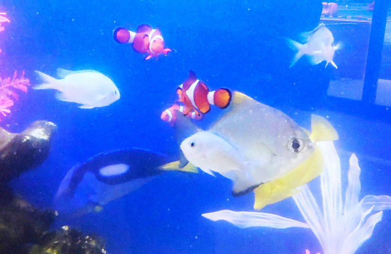幼稚園の150cm大型水槽を移動！定期メンテナンスで管理しています 水槽画像５