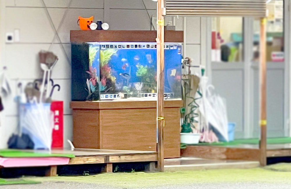 屋外の軒下に設置された木目調水槽台と熱帯魚水槽