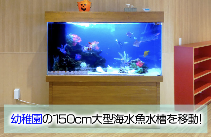幼稚園の150cm大型水槽を移動！定期メンテナンスで管理しています 水槽画像１